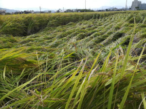 台風で倒れた稲